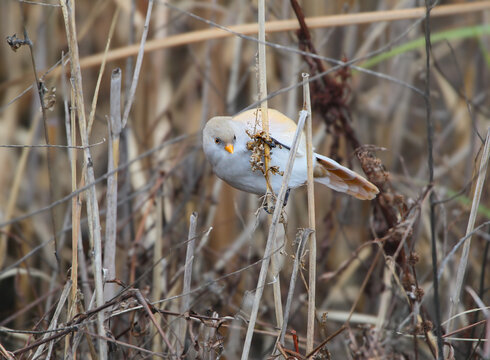 A female Bearded Reedling [Panurus biarmicus] perched on a dry reed stem, looking directly forward.