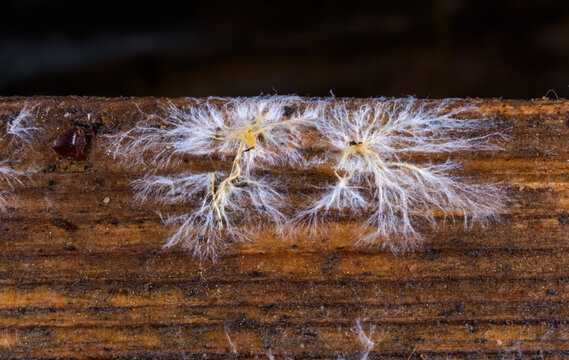 This image shows fungal mycelium, a rootlike, filamentous vegetative structure of a fungus.