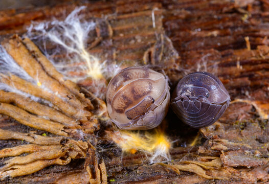 A pill bug (Armadillidium sp.), a terrestrial isopod crustacean (Order: Isopoda; Suborder: Oniscidea)