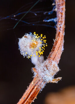 Slime mold infected by a parasitic fungus, probably Polycephalomyces tomentosus.