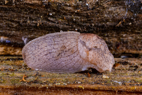 This organism appears to be a slug, most likely Arion subfuscus (Dusky Slug) or a closely related species of the genus Arion.