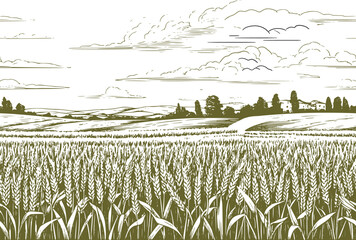 Obraz premium A field of wheat or rye, hills and trees on the horizon, a sketch. Vector illustration. Panorama of a rural landscape, seamless horizontal border on a white background