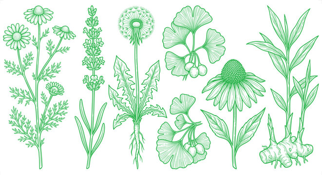 Assorted botanical illustrations including chamomile lavender dandelion ginkgo echinacea and ginger root in a clean green line art style