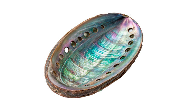 Beautiful colorful abalone sea shell textured mother of pearl marine isolated on transparent background