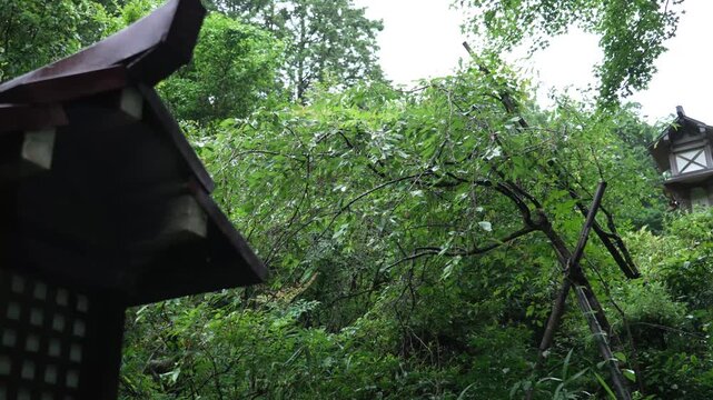kyoto travel 4k movie