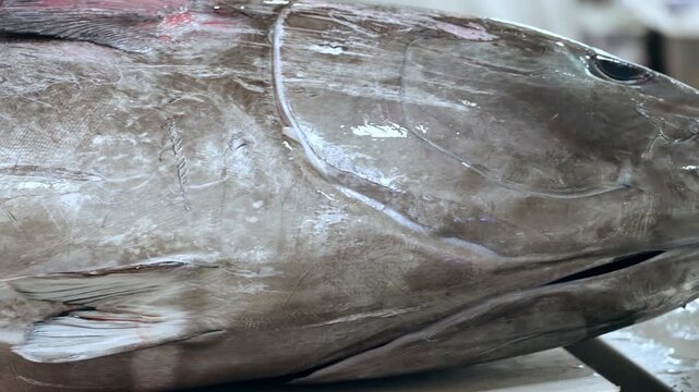 The surface of this fresh raw tuna fish displays a natural silver hue while resting on a stainless steel surface as preparations for commercial seafood processing take place in a facility