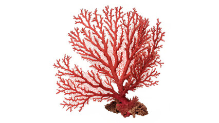 Red coral branch mineral specimen isolated on transparent background for marine decor © novakovich-png