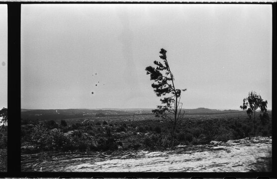 Windswept Pine Tree over Rural Portuguese Landscape