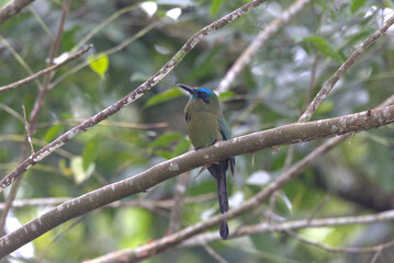 Obraz premium Keel-billed Motmot (Electron carinatum) perched on a tree branch. Taken at Panacam Lodge in Honduras.