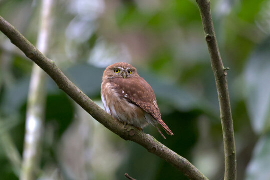Ferruginous Pygmy-Owl (Glaucidium brasilianum). Taken at Panacam Lodge in Honduras.