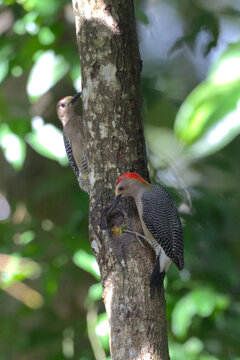 Golden-fronted Woodpecker (Melanerpes aurifrons) feeding on a tree trunk. Taken in Copan Ruinas, Honduras.