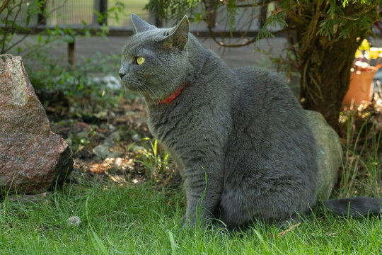 Beautiful chartreux cat sitting on green grass in red flea and tick collar. Domestic pet walking outdoors in summer