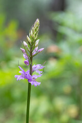 Obraz premium A graceful species of wild salep/orchid (Dactylorhiza) growing among the green vegetation, with spotted purple flowers blooming at the base and buds at the top.