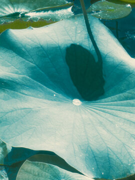 leaf in the pond