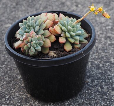 Echeveria subcorymbosa Lau 030 mature succulent plant