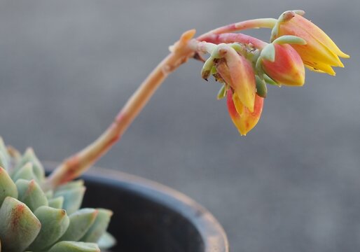Echeveria subcorymbosa Lau 030 mature succulent plant flowers
