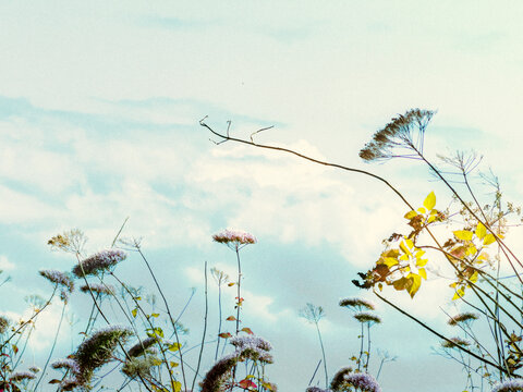 grass and flowers