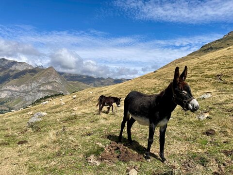 Burro