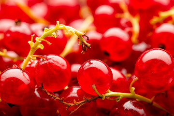 Close up of red currants. The berry is native to western Europe, widely cultivated and has escaped into the wild in many regions. © Dan Morar