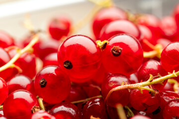 Close up of red currants. The berry is native to western Europe, widely cultivated and has escaped into the wild in many regions. © Dan Morar