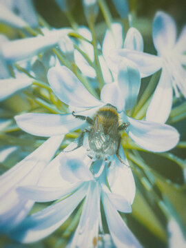 bee on flower