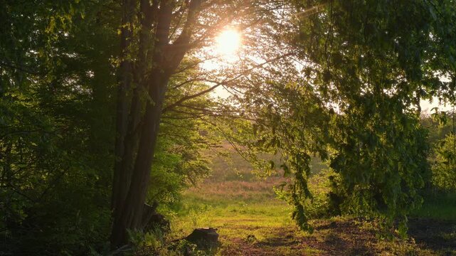 Beautiful tree with natural arch shape in wilderness, with the sun shining through its gently moving branches 