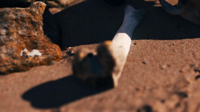A bone rests on the wet sand at the beach. The sun is out, and low tide reveals more of the shore. Rocks surround the area, adding texture to the scene.