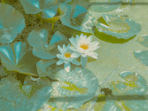 waterlilies in the pond