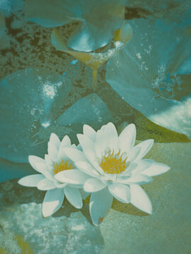 white lotus flower
