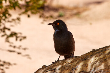 Fototapeta premium Ein schwarzer Vogel sitzt auf einem Ast vor hellem, unscharfem Hintergrund bei Spitzkoppe in Namibia.