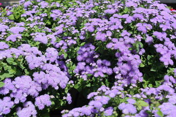 Fototapeta premium Ageratum houstonianum, also known as English Ageratum houstonianum.