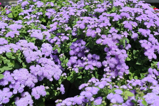 Ageratum houstonianum, also known as English Ageratum houstonianum.