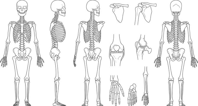 Human Skeleton Anatomy Line Art Vector Collection Featuring Full Body Views, Bones, Joints, and Skeletal System Illustrations