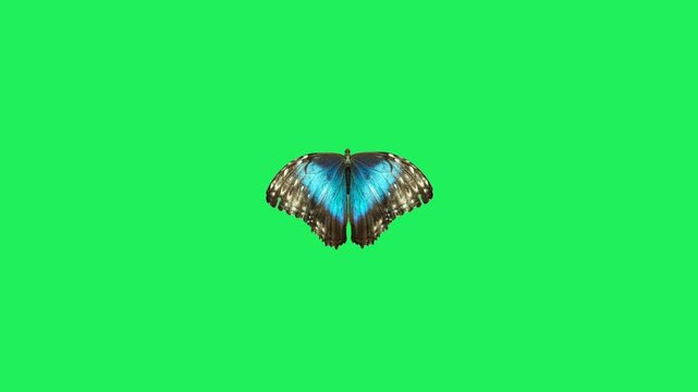 Animation swarm of blue butterflies against a green background.