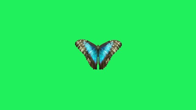 Animation swarm of blue butterflies against a green background.