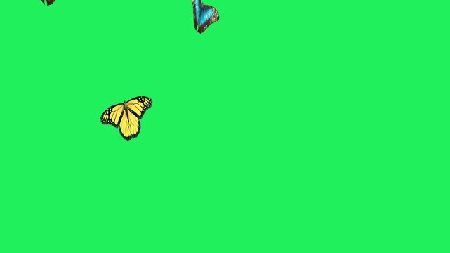 Animation swarm of blue butterflies against a green background.