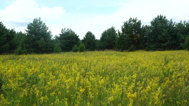 Flowering of yellow bedstraw
These are meadow and wild flowers. Medicinal plants. Can be used in landscape design.
