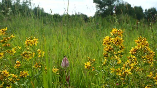 Lysimachia vulgaris, a loosestrife plant, blooms.
In folk medicine, it is used for various bleeding disorders and as a wound-healing remedy. It grows in meadows and near marshes.
