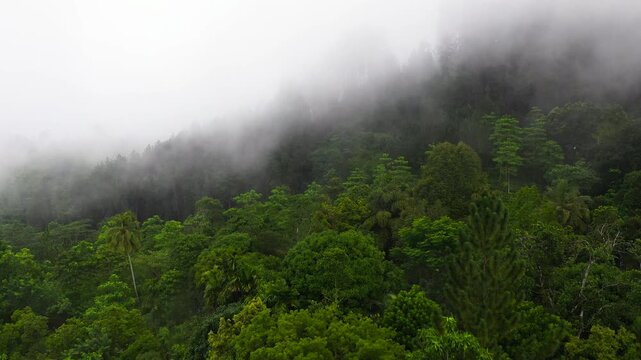 Aerial view of Clouds over a green forest in the mountains of Sri Lanka.