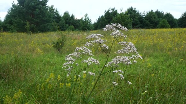 Flowering of medicinal valerian.  Valerian extract and dried roots are used in folk medicine. It is a sleep aid and sedative