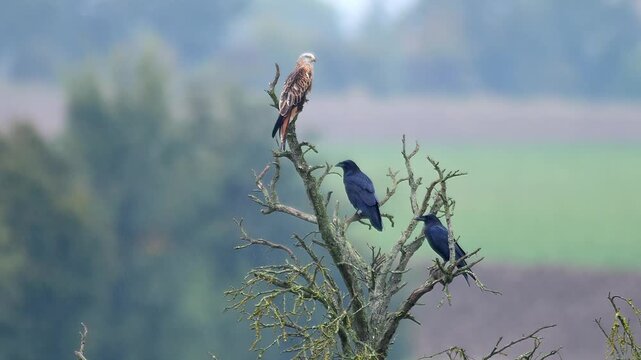 Red Kite and Common Raven Observing Field Edge During Rainy Spring Morning, Germany, 4K