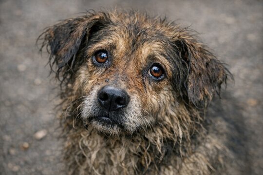 A close-up shot of a wet dog looking up at the camera with its tongue out
