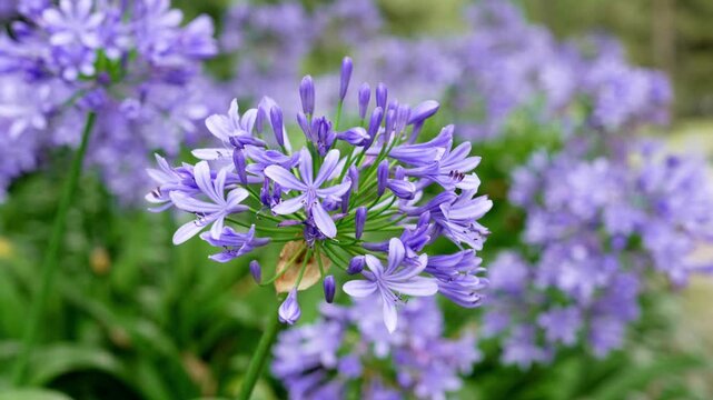 Blue purple umbel inflorescence of an Agapanthus plant (African lily). Delicate blossoms against a natural blurred background
