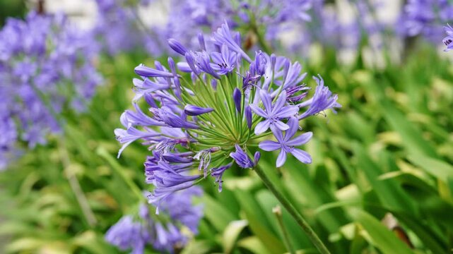 Close-up of a blooming African lily (Agapanthus africanus) with spherical cluster of delicate purple and blue bell shaped flowers