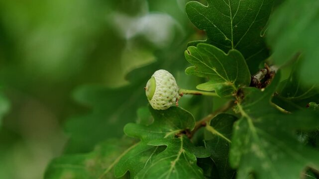 Green immature oak acorns growing among lush fresh leaves in a summer woodland on an English Quercus robur tree branch