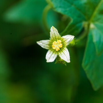Elegant White Bryony Wildflower Fine Botanical Portrait
