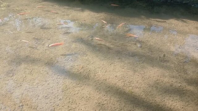 Colorful tilapia swim in a shallow river.