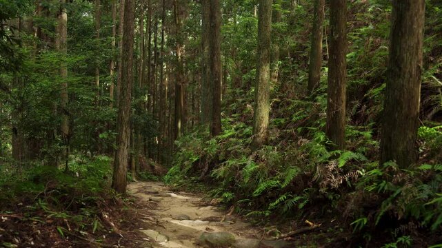 Kumano Kodo Nakahechi: From Fushiogami‑Oji to Kumano Hongu Taisha, Tanabe, Wakayama　熊野古道 中辺路「伏拝王子跡から熊野本宮大社へ」和歌山県田辺市
