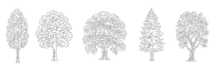 Set of five different tree types in line art style, including deciduous and coniferous trees © Yasmin