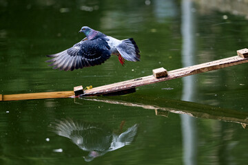 Obraz premium duck on the water